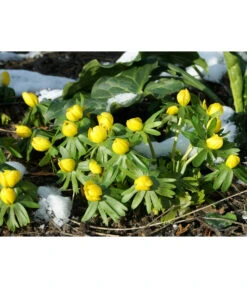 Dehner Blumenzwiebel 5 Monate Blütenpracht, 200 Stk. -Geschäft Für Pflanzensamenbedarf 6617286 WE MO 004 DehnerBlumenzwiebel5MonateBlumenpaket