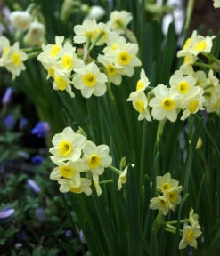 Dehner Blumenzwiebel 5 Monate Blütenpracht, 200 Stk. -Geschäft Für Pflanzensamenbedarf 6617286 WE MO 005 DehnerBlumenzwiebel5MonateBlumenpaket