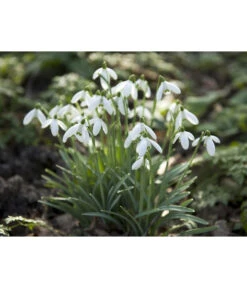 Dehner Blumenzwiebel 5 Monate Blütenpracht, 200 Stk. -Geschäft Für Pflanzensamenbedarf 6617286 WE MO 006 DehnerBlumenzwiebel5MonateBlumenpaket