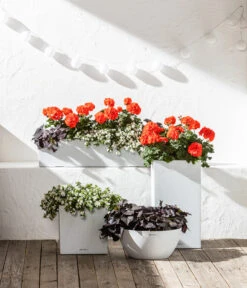 Stehende Geranie, Orange 10 Stehende Geranie, Orange -Geschäft Für Pflanzensamenbedarf 6770721 8813206 8809592 8824500 WE MO 001 LechuzaSchaleCubetoStone