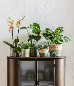 Schmetterlingsorchidee - Phalaenopsis Cultivars, Verschiedene Sorten -Geschäft Für Pflanzensamenbedarf 6842892 6735286 6842892 6842900 WE MO 001 KorbPhilGruen