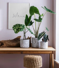 Pfeilblatt - Alocasia Amazonica 'Polly' 9 Pfeilblatt - Alocasia Amazonica 'Polly' -Geschäft Für Pflanzensamenbedarf 6894372 6894364 6894356 WE MO 001 TopfArloGrau