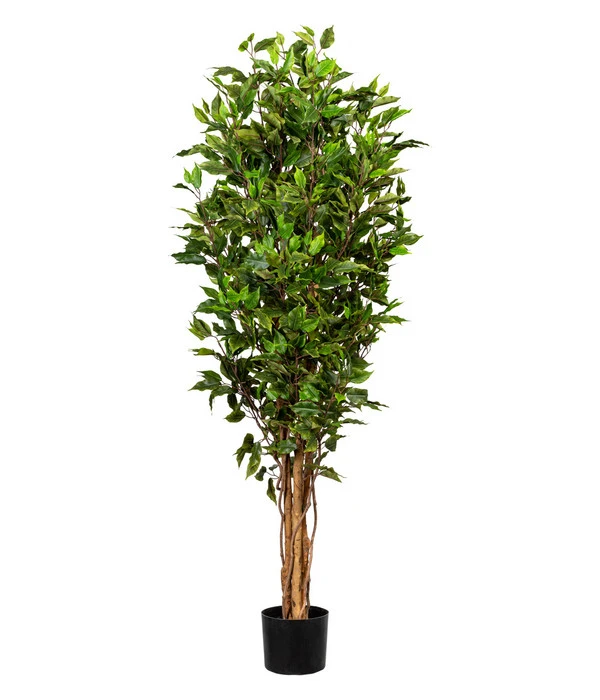 Gasper Kunstpflanze Ficus Benjamini, Ca. H150 Cm 3 Gasper Kunstpflanze Ficus Benjamini, Ca. H150 Cm
