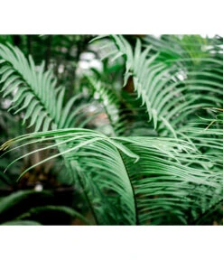 Floragard Aktiv Grünpflanzen- Und Palmenerde, 56 X 20 L 9 Floragard Aktiv Grünpflanzen- Und Palmenerde, 56 X 20 L -Geschäft Für Pflanzensamenbedarf 6955793 WE MO 002 FloragardAktivGruenpflanzenundPalmenerde56x20l