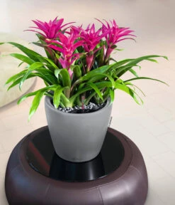 LECHUZA® CLASSICO LS, All-in-One-Set -Geschäft Für Pflanzensamenbedarf 6962112 WE MO 02 LechuzaCLASSICOPremiumSilber