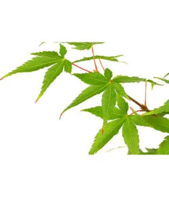 Fächerahorn 'Little Princess', Schale 5 Fächerahorn 'Little Princess', Schale -Geschäft Für Pflanzensamenbedarf 7006422 PR DE 001 AcerPalmatumLittlePrincessAhornDehnerExpressHerzig