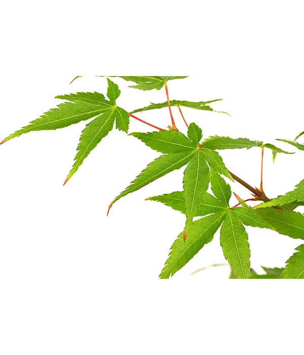 Fächerahorn 'Little Princess', Schale 4 Fächerahorn 'Little Princess', Schale – Bild 2