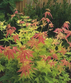 Fächerahorn 'Orange Dream' -Geschäft Für Pflanzensamenbedarf 7007016 WE MO 001 AcerPalmatumOrangeDream