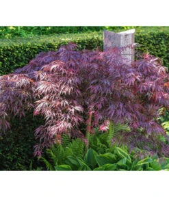 Dunkelroter Schlitz-Ahorn 'Dissectum Garnet', Ca. 30-40 Cm -Geschäft Für Pflanzensamenbedarf 7015761 PR MO 001 AcerPalmatumDissectumGarnetLucknerRetu
