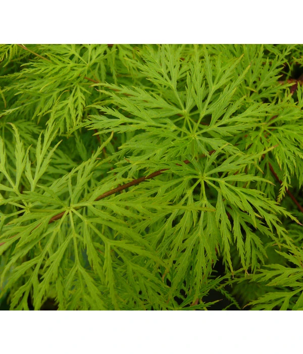 Japanischer Fächerahorn 'Emerald Lace' 4 Japanischer Fächerahorn 'Emerald Lace' – Bild 2