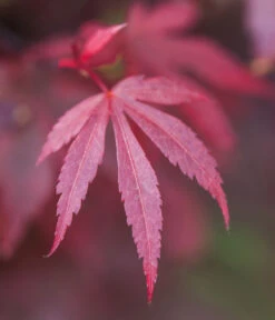 Fächerahorn 'Shaina' -Geschäft Für Pflanzensamenbedarf 7015951 WE DE 001 AcerPalmatumShaina