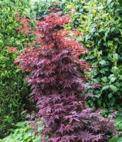 Fächerahorn 'Shaina' -Geschäft Für Pflanzensamenbedarf 7015951 WE MO 001 AcerPalmatumShaina