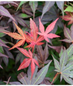 Japanischer Fächerahorn 'Atropurpureum' 9 Japanischer Fächerahorn 'Atropurpureum' -Geschäft Für Pflanzensamenbedarf 7016959 WE DE 005 AcerPalmatumAtropurpureumLuckner