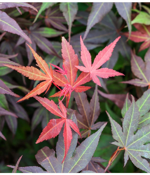 Japanischer Fächerahorn 'Atropurpureum' 6 Japanischer Fächerahorn 'Atropurpureum' – Bild 4