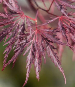Dunkelroter Schlitz-Ahorn 'Dissectum Garnet', Ca. 30-40 Cm -Geschäft Für Pflanzensamenbedarf 7018443 WE DE 001 AcerPalmatumDissectumGarnet