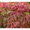 Dunkelroter Schlitz-Ahorn 'Dissectum Garnet', Ca. 30-40 Cm -Geschäft Für Pflanzensamenbedarf 7018526 BildFS 001 DunkelroterSchlitzAhornAcerPDGarnetBonsai