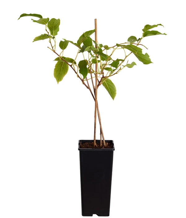 Kiwi 'Issai' 4 Kiwi 'Issai' – Bild 2