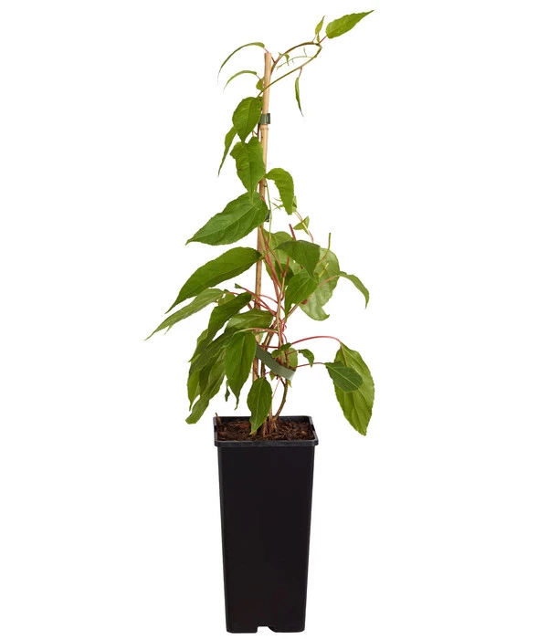 Kiwi 'Weiki®' 4 Kiwi 'Weiki®' – Bild 2