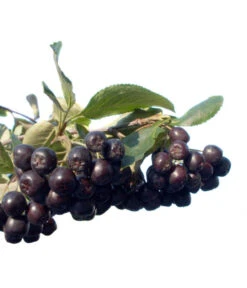 Apfelbeere, Aronia 'Nero' -Geschäft Für Pflanzensamenbedarf 7045701 BildFS 001 AroniaAroniaMelanocarpaNero