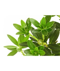 Rhododendron 'Bloombux®' 5 Rhododendron 'Bloombux®' -Geschäft Für Pflanzensamenbedarf 7077704 PR DE 001 RhododendronBloombux2LDehnerExpressHerzig