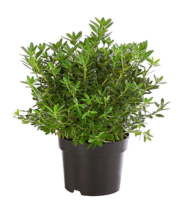 Rhododendron 'Bloombux®' 3 Rhododendron 'Bloombux®'