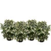 Blütenhecke 'White Hedge', 4er-Set -Geschäft Für Pflanzensamenbedarf 7078074 WE FS 003 HeckensetWhiteHedge