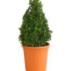 Buchs, Kegel -Geschäft Für Pflanzensamenbedarf 7082167 PR FS 001 BuxusBuchsPyramide30cm3LDehnerExpressHerzig