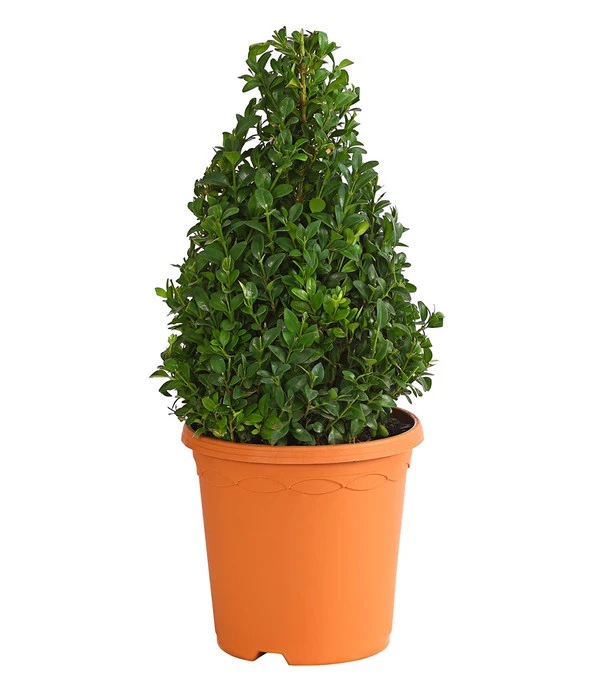 Buchs, Kegel 3 Buchs, Kegel