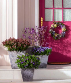 Liebesperlenstrauch 'Profusion' -Geschäft Für Pflanzensamenbedarf 7084478 7084460 WE MO 001 Liebesperlenstrauch TopfElla