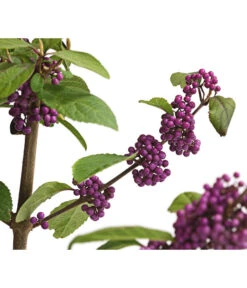 Liebesperlenstrauch 'Profusion' -Geschäft Für Pflanzensamenbedarf 7084478 WE DE 006 CallicarpaSchoenfruchtBodinieriProfusion3L