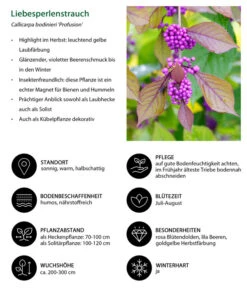 Liebesperlenstrauch 'Profusion' -Geschäft Für Pflanzensamenbedarf 7084478 WE IG 001 Liebesperlenstrauch