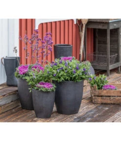 Liebesperlenstrauch 'Profusion' -Geschäft Für Pflanzensamenbedarf 7084478 WE MO 001 Ciebesperlenstrauchallicarpa3L