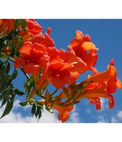 Trompetenblume 'Mme. Galen' -Geschäft Für Pflanzensamenbedarf 7086820 WE MO 001 TrompetenblumeOrange