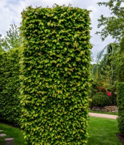 20 Meter Hainbuche, 100 X Ca. 125-150 Cm -Geschäft Für Pflanzensamenbedarf 7089188 WE MO Luckner Hecke CarpinusBetulusHainbuche 1