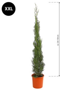 XXL Leyland-Zypresse 'Pyramidalis', Ca. 125-150 Cm -Geschäft Für Pflanzensamenbedarf 7094006 WE BG 003 LebensbaumPyramidalisAureaXXL125150
