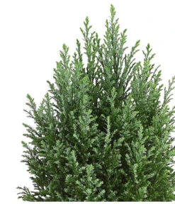 Scheinzypresse 'Snow White' -Geschäft Für Pflanzensamenbedarf 7109838 PR DE 001 ChamaecyparisScheinzypresseLawsonianaSnowWhite3LDehnerExpressHerzig