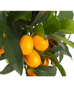Kumquat 7 Kumquat -Geschäft Für Pflanzensamenbedarf 7118797 WE DE 001 CitrusKumquatT18DehnerExpressHerzig