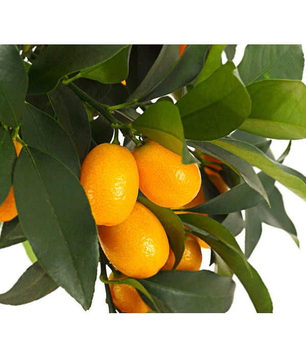 Kumquat 5 Kumquat – Bild 3