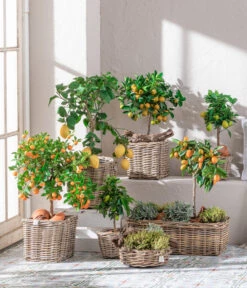 Dehner Gourmet Garten Gewürzlavendel 9 Dehner Gourmet Garten Gewürzlavendel -Geschäft Für Pflanzensamenbedarf 7119696 WE MO 001 CitrusGoldsalbei