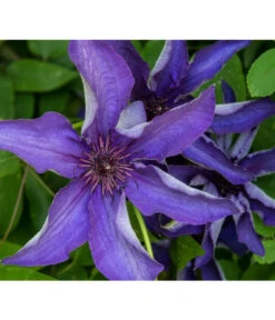 Waldrebe - Clematis, Rankhilfe 11 Waldrebe - Clematis, Rankhilfe -Geschäft Für Pflanzensamenbedarf 7129034 PR DE 001 ClematisWaldrebeBlauPrivatgartenLucknerMai2017