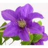 Waldrebe - Clematis, Rankhilfe -Geschäft Für Pflanzensamenbedarf 7129034 WE DE 001 ClematisBlauPurpurWaldreben16CDehnerExpressHerzig