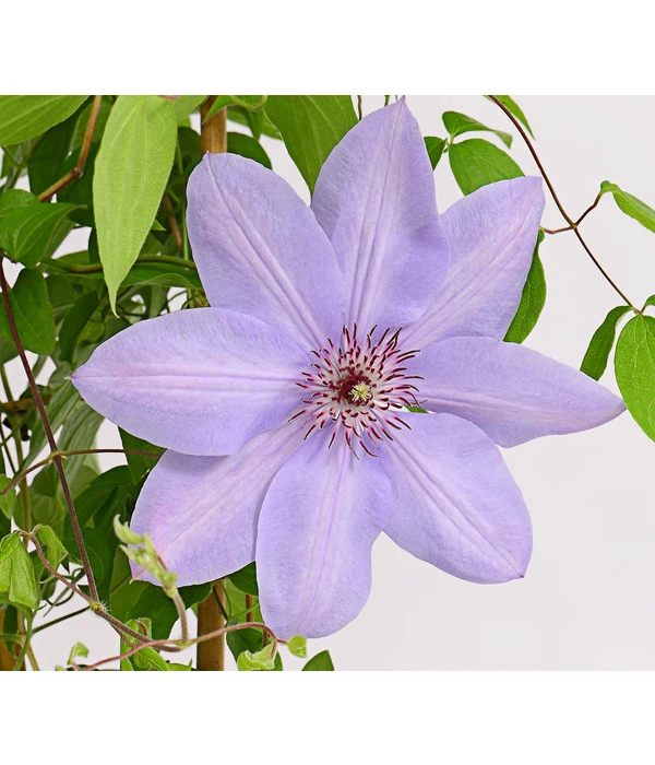 Waldrebe - Clematis, Rankhilfe 5 Waldrebe - Clematis, Rankhilfe – Bild 3