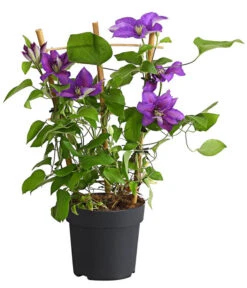 Waldrebe - Clematis, Rankhilfe 8 Waldrebe - Clematis, Rankhilfe -Geschäft Für Pflanzensamenbedarf 7129034 WE FS 001 ClematisBlauPurpurWaldreben16CDehnerExpressHerzig