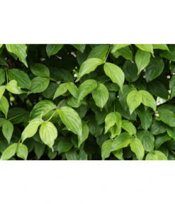 Kornelkirsche - Cornus Mas -Geschäft Für Pflanzensamenbedarf 7137110 PR DE 001 CornusMasKornelkirscheLuckner