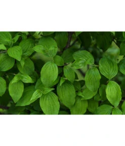 Kornelkirsche - Cornus Mas -Geschäft Für Pflanzensamenbedarf 7137110 PR DE 001 CornusMasKornelkirscheLucknerMai2015