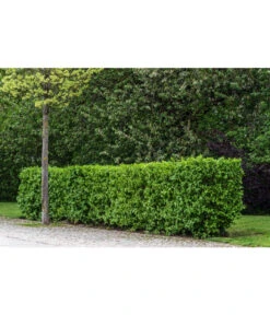 Kornelkirsche - Cornus Mas -Geschäft Für Pflanzensamenbedarf 7137110 PR MO 001 CornusMasKornelkirscheLucknerMai2015