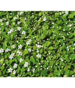 Zwergmispel 'Frieders Evergreen' -Geschäft Für Pflanzensamenbedarf 7144538 BildD 001 ZwergmispelFriedersEvergreenCotFriedEvergreen