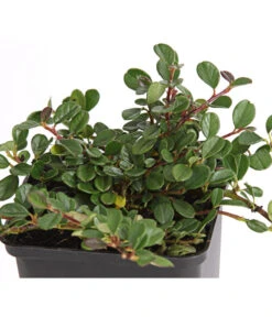 Zwergmispel 'Frieders Evergreen' -Geschäft Für Pflanzensamenbedarf 7144538 WE DE 003 CotoneasterZwergmispelFriedersEvergreen9CDehnerExpressHerzig