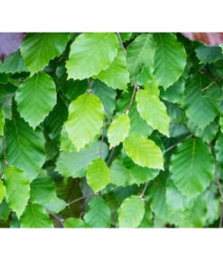 15 Meter Rotbuche, 60 X Ca. 125-150 Cm -Geschäft Für Pflanzensamenbedarf 7185077 FagusSylvaticaDetailLuckner 1