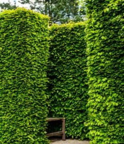 15 Meter Rotbuche, 60 X Ca. 125-150 Cm -Geschäft Für Pflanzensamenbedarf 7185093 WE MO 002 RotbucheFagusSylvatica 1